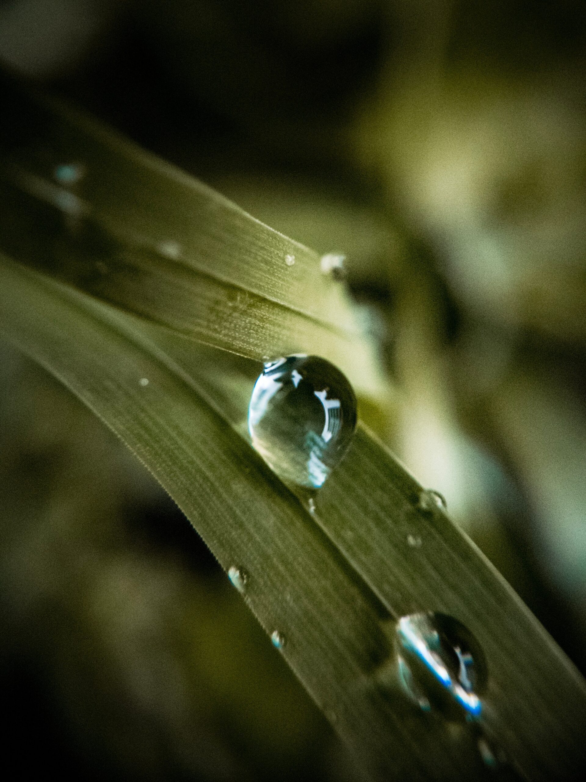 Close-up of water drops on leaves